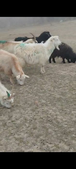 Ешкы сатылады лагты ешкылер