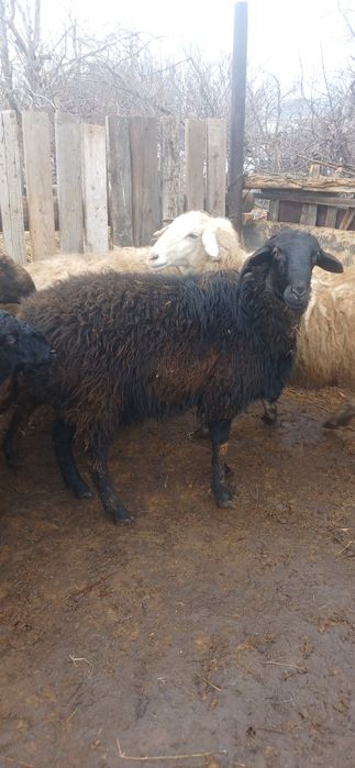 Продам  двух кошкаров годовалые