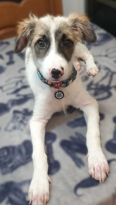 отдам классных щенков в добрые руки