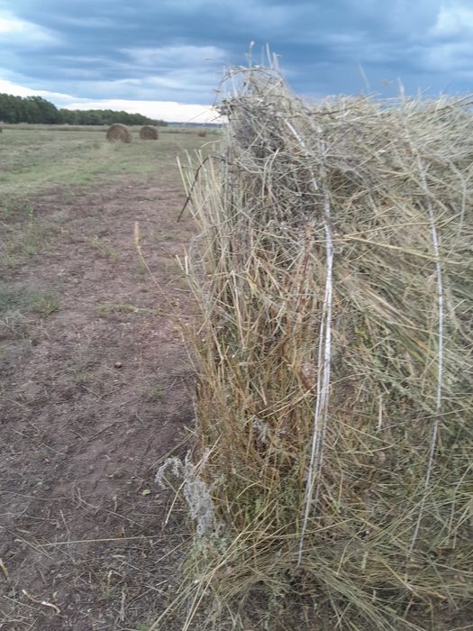 Сено в рулонах качества хорошое