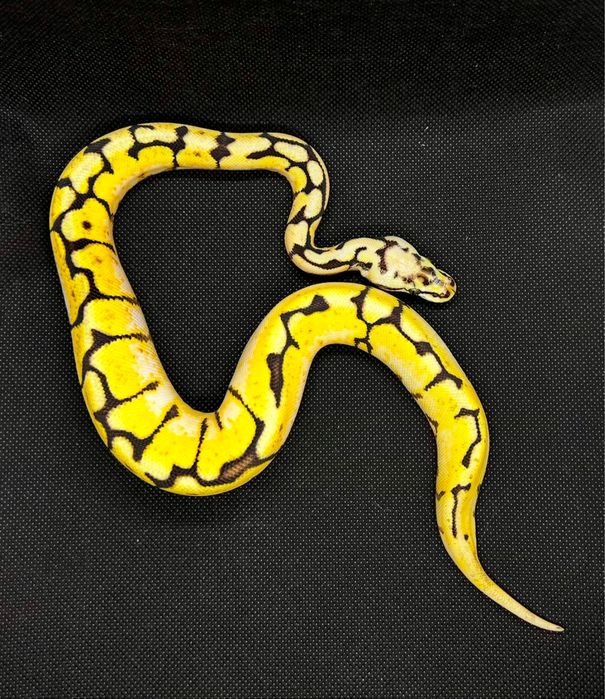 Екзотични животни широка гама- всякакви видове включително по-поръчка