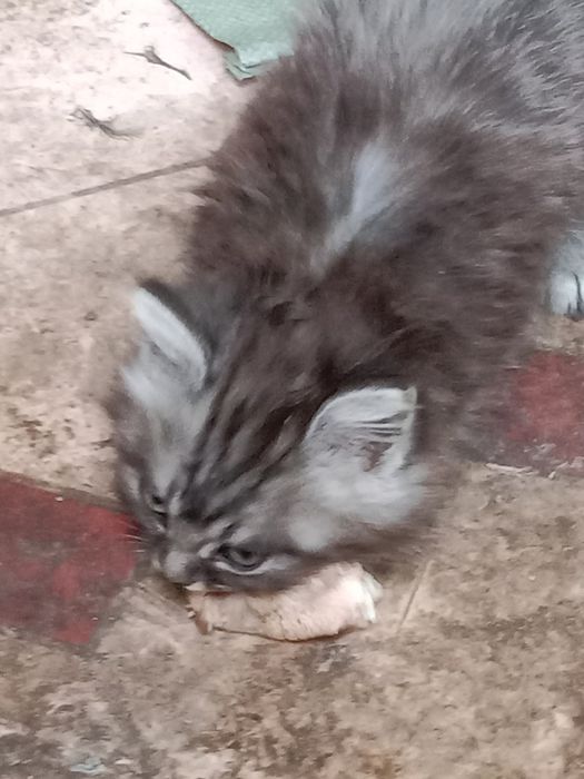 Котята котята котята !