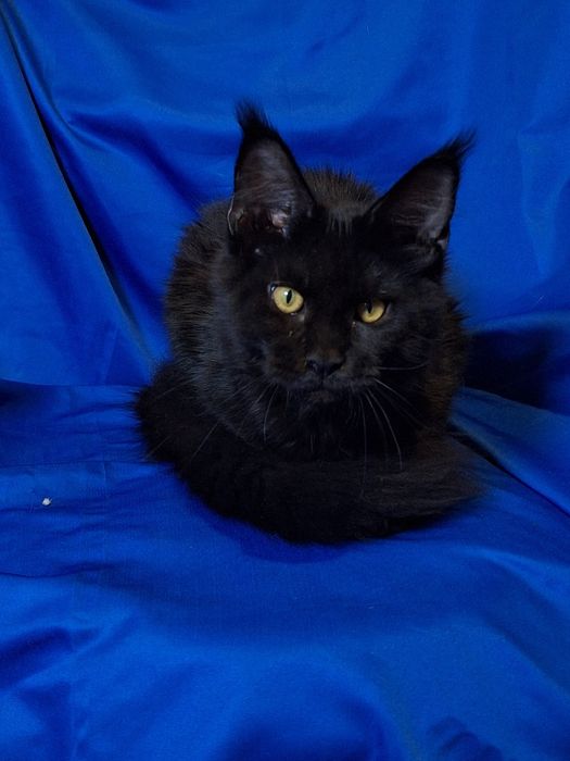 Мейн-кун в редком окрасе!