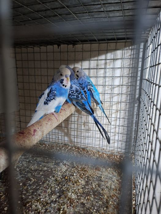 Volnistiy popugay 2 ta para