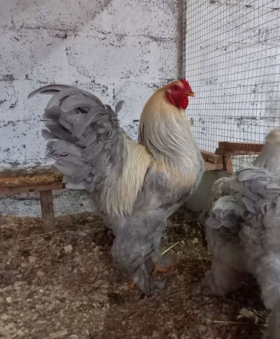 Продам пародных кур и петухов