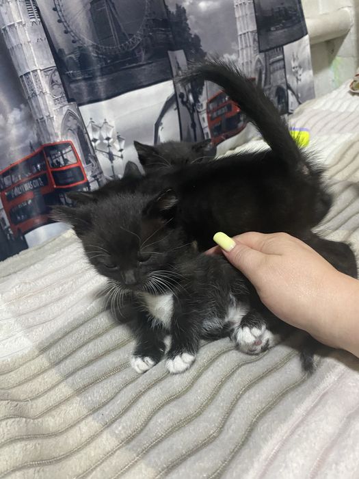 Отдам котят бесплатно