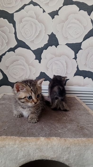 Продаются МАНЧКИН Коротколапые Девочки! Дёшево!