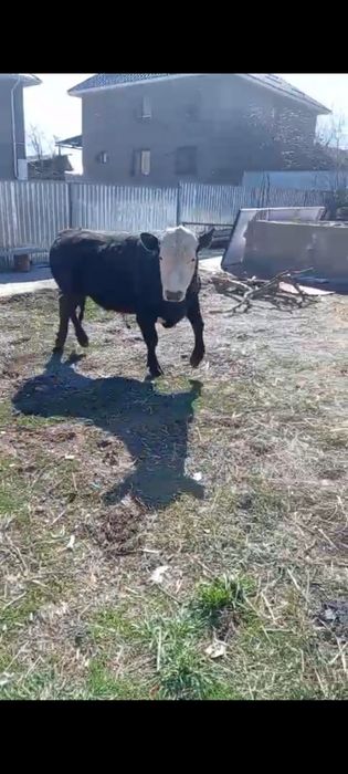 Бык белоголовый 2 года