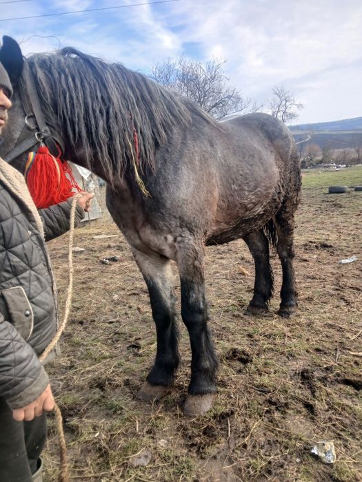 Vând o manza de 4 ani