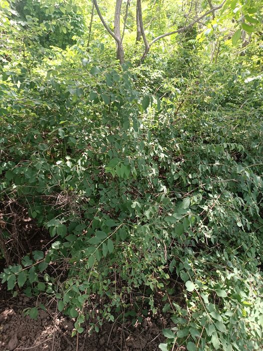 Пузыреплодник метельчатый