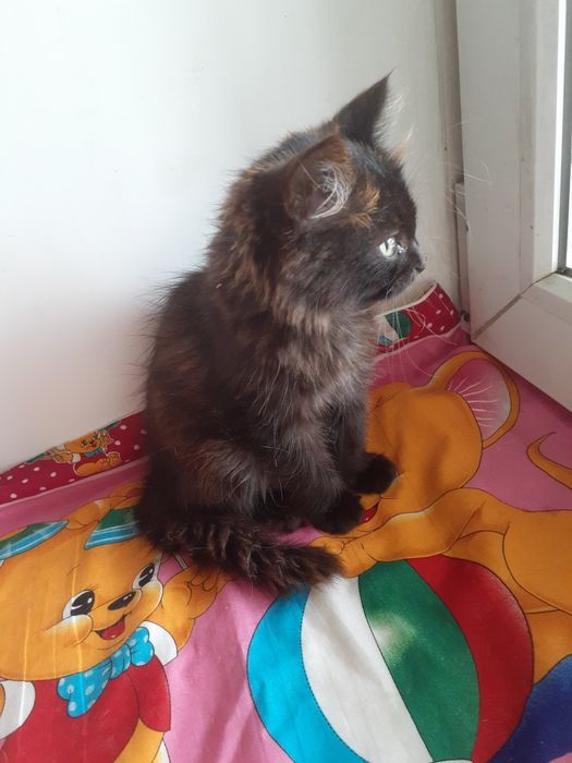 Отдам котенка  Асель в добрые ручки!