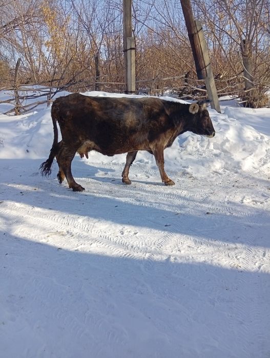 Продам корову на мясо