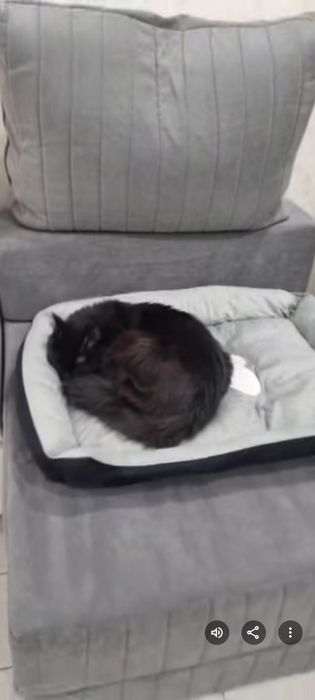 Отдам кота в хорошие руки