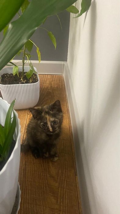 Котята 2,5 месяца