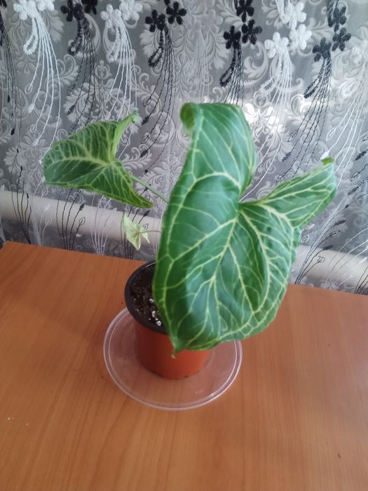 Эухарис комнатный белый