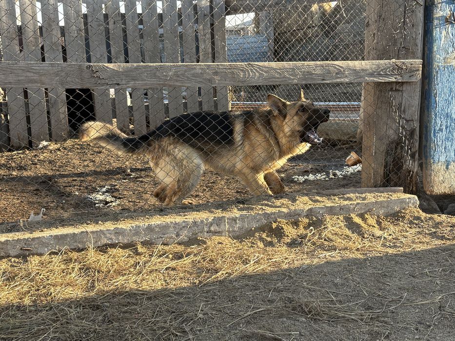 продам щенков немецкой овчарки