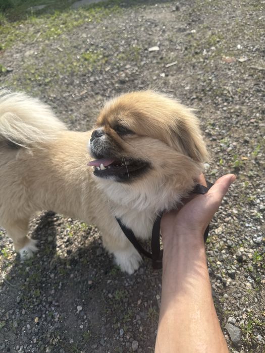Продам собачку пекинес