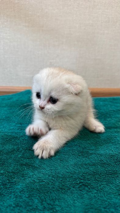 В продажу есть котята,шотландские скоттиш фолд и страйк