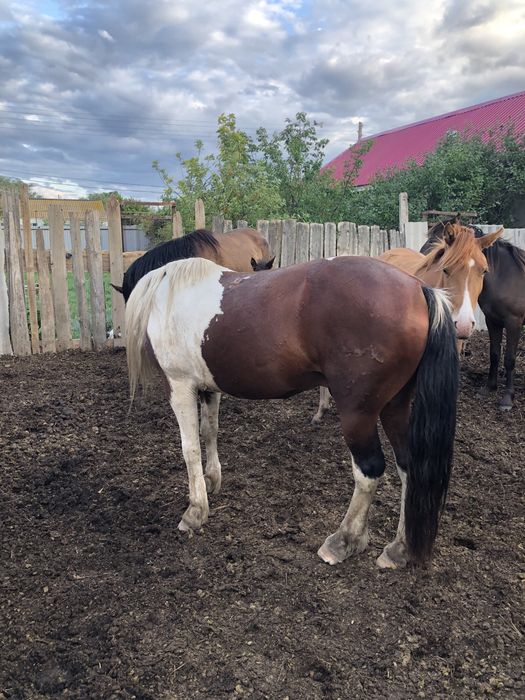 Айғыр сатылады 650 000  !!!