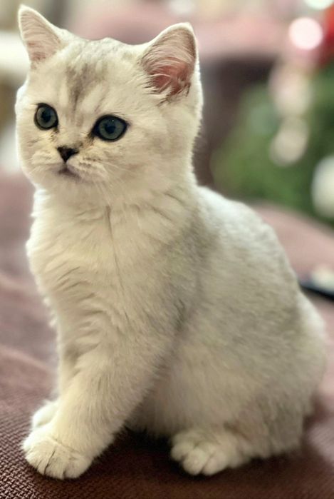 Британские девочки и мальчики