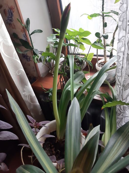 Цветущий амариллис 3300