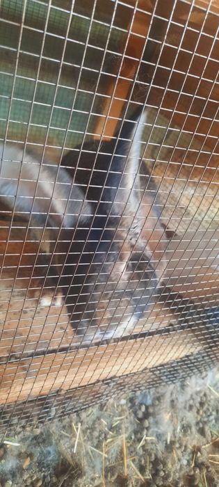 Продам крол фландр