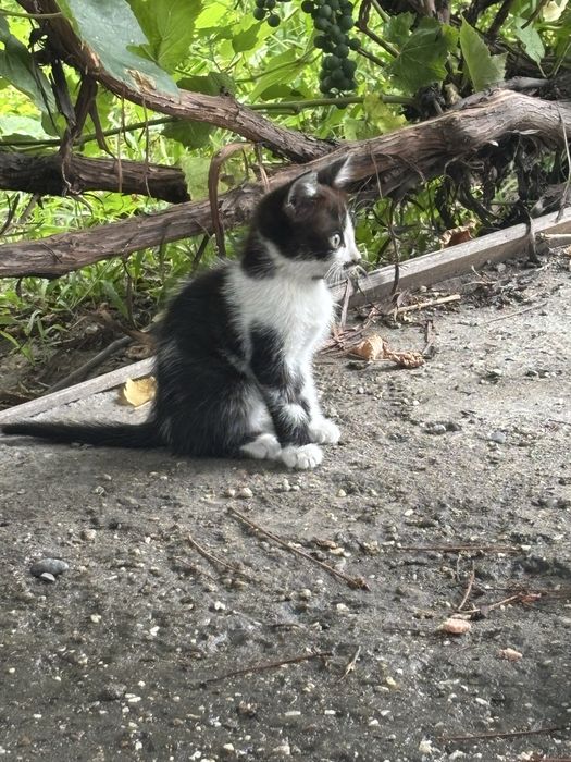 Отдаем котят бесплатно
