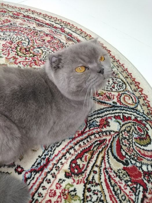 Продаётся кот шотландский вислоухий