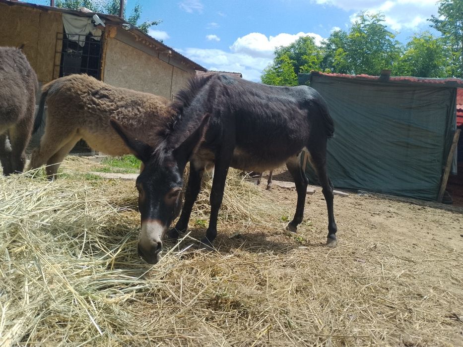 De vânzare măgăriță
