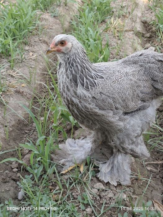 Tyomniy Xoroz bso makyon sotuvda