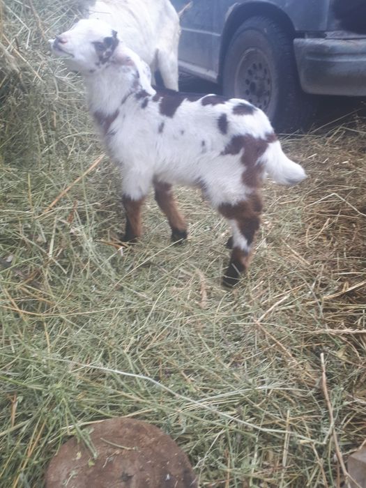 Продам козу с козлятами.первокотка.