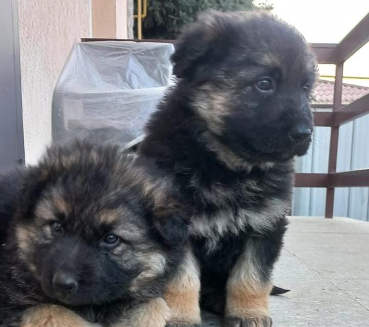 Щенок немецкой овчарки