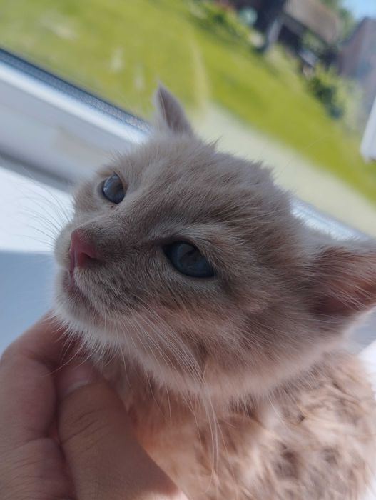 Отдам котёнка в добрые руки, Уральск
