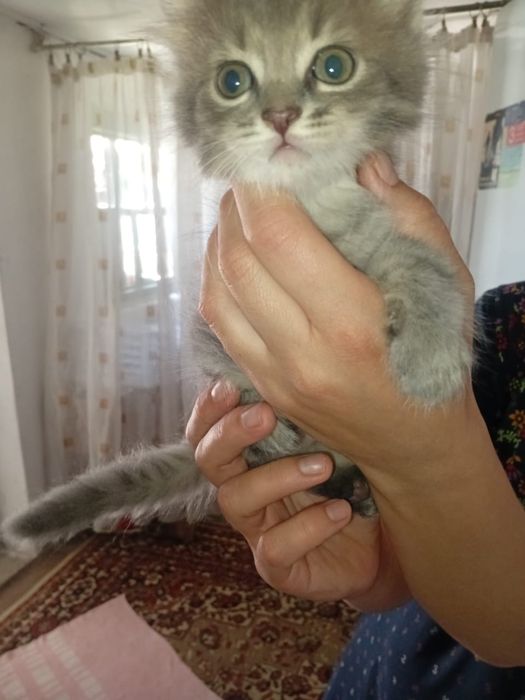 Отдам котенка в добрые руки