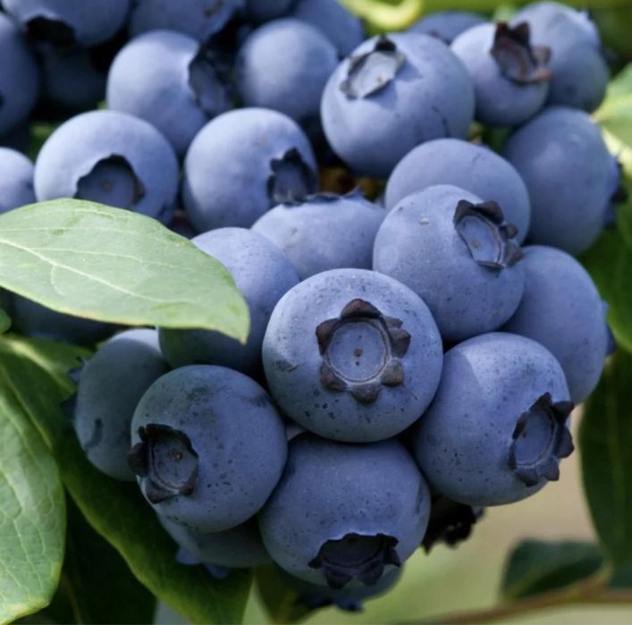 Голубика в Узбекистане