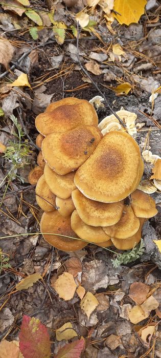 Маринованые опята