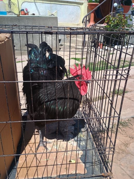 Cocos Australorp negru