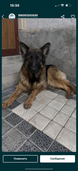 Немецкие длиношерстные авчарки.