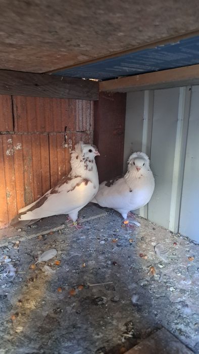 Vând porumbei pestriti baltat