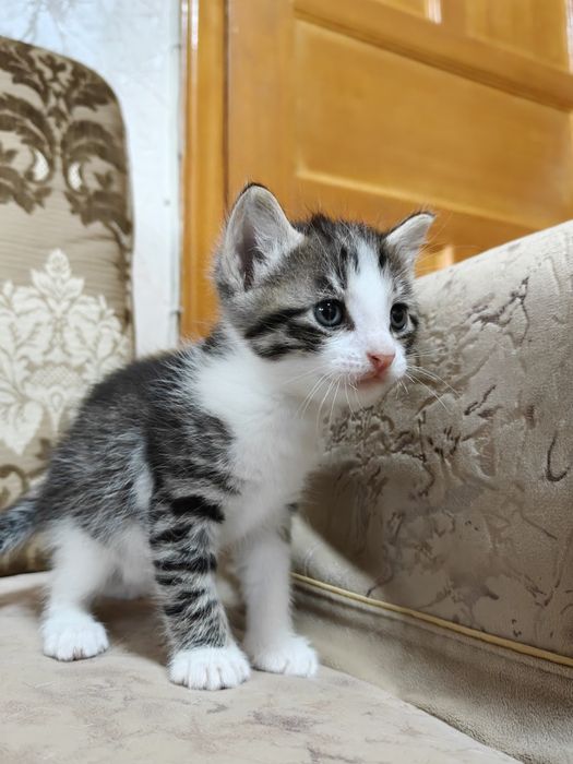Отдаем котят в добрые руки