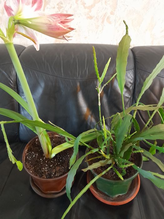 Красиви нежни цветя