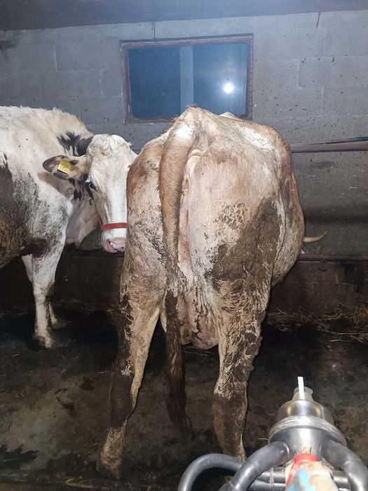 Vaca baltata exemplar deosebit!