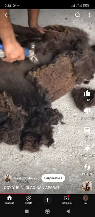 Куй юнгини оламиз