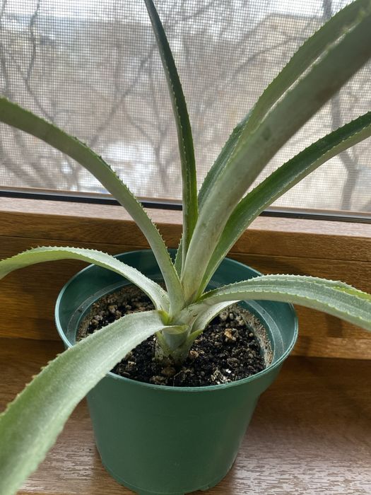 Растения комнатные