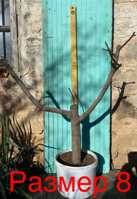 Смокини различни сортове, растения, дръвчета