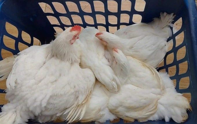 Bună dimineața dragi clienți avem la vânzare pui albi de carne cu piciorușele groase puii sunt vaccinați și deparazitați