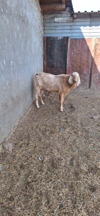 Țap anglobian , mai multe detalii la telefon