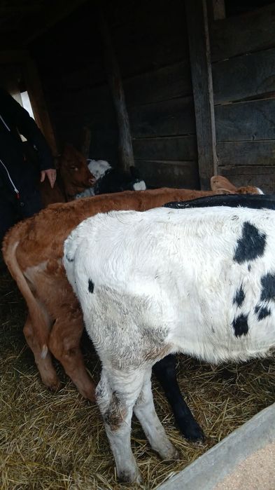 Vand Viteii intarcatii