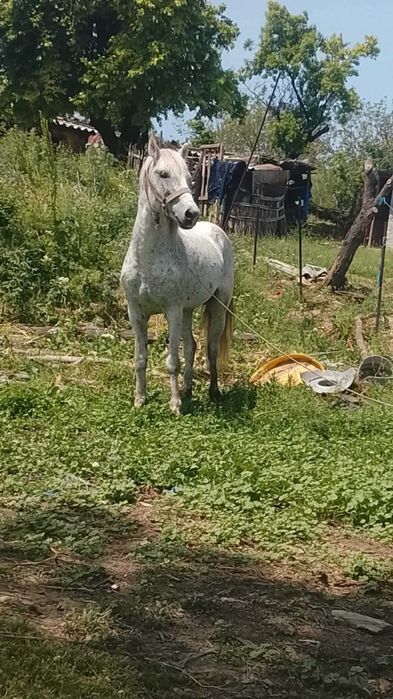 Cai de vânzare tulcea