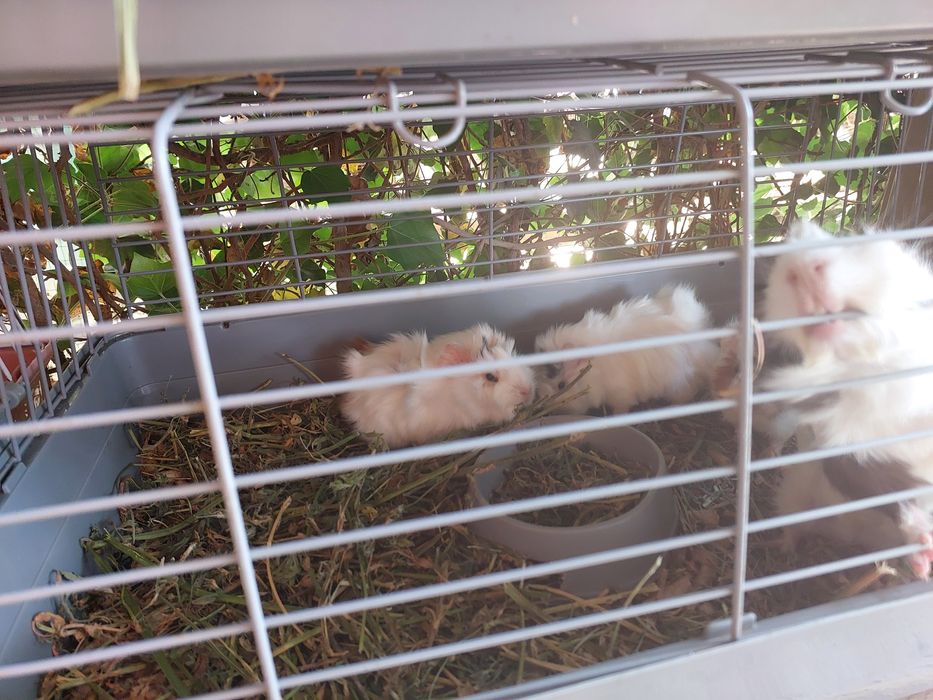 Продаются морские свинки